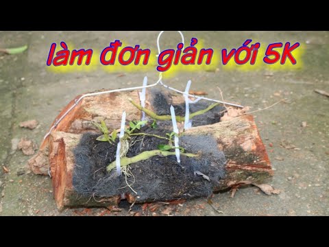 Làm giá thể ghép kie lan,đơn giản 5k,cho người mới chơi (Making Orchid Potting Mix For Just 2$