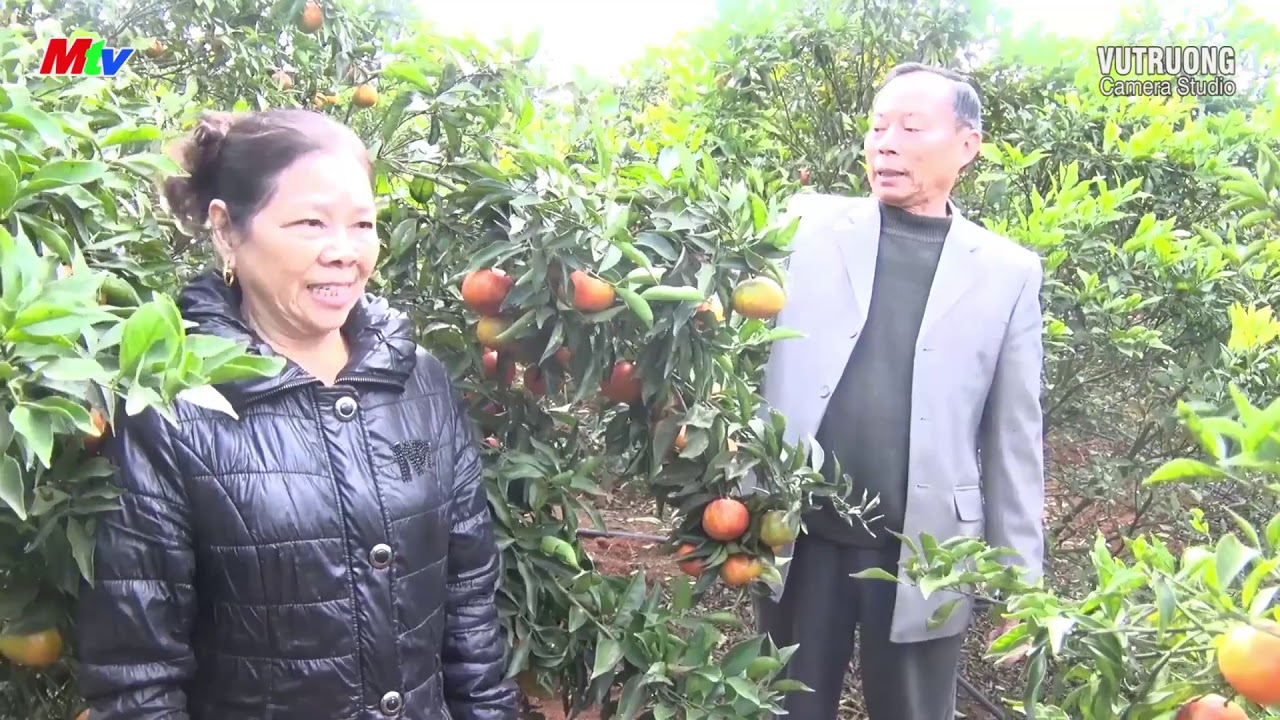 Làm giàu từ vườn ăn quả tổng hợp - Ghi nhanh của Trung tâm TT - VH Mai Sơn