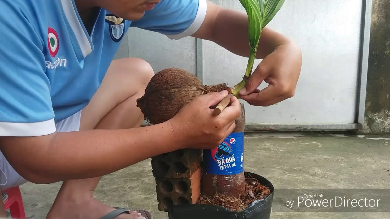 Làm kiểng dừa. Coconut bonsai making