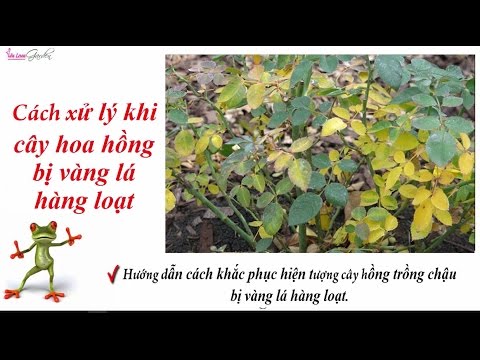 Làm thế nào khắc phục hiện tượng cây hoa hồng bị vàng lá hàng loạt?