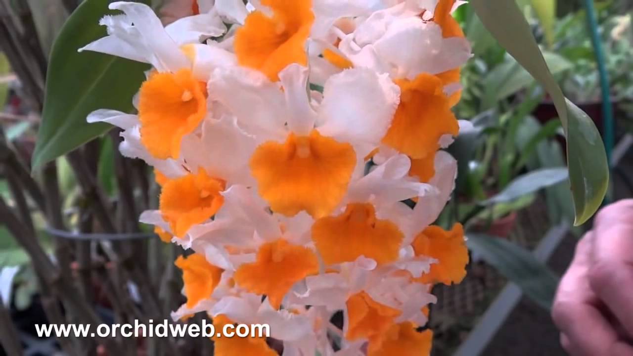 Lan thủy tiên -   Dendrobium thyrsiflorum