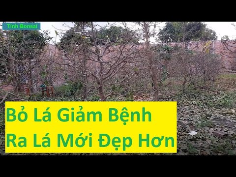 Lặt Bỏ Lá Mai Vàng Để Kéo Tàng Và Loại Bỏ Bệnh Trên Thân | Tính Bonsai