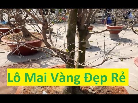 Lô Mai Vàng Tàng Thông Đẹp Mà Giá Bình Dân | Tính Mập Tv