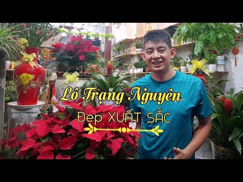 Lô Trạng Nguyên đỏ rực, chưng Tết cực bền