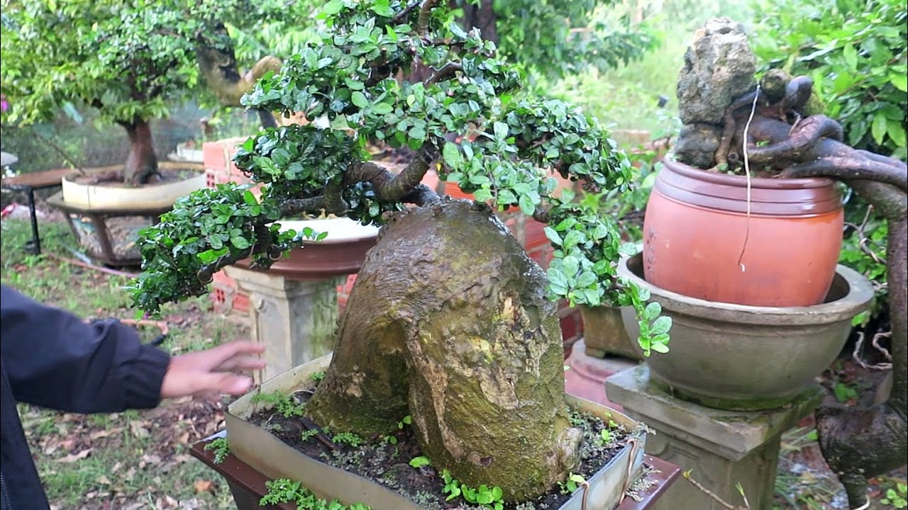 Lô duối bonsai cực độc giao lưu cùng anh em (0383938201)