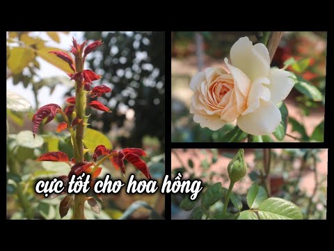 Loại Phân Thần Thánh Gì, Mà Tốt Cho Hoa Hồng Đến Vậy. NGƯỜI ƯƠM MẦM