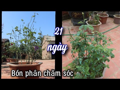 Loại Phân Thần Thánh Giúp Hoa Hồng Nở Đẹp Sau 21 Ngày Chăm Sóc Từ Xấu Thành Đẹp.NGƯỜI ƯƠM MẦM.