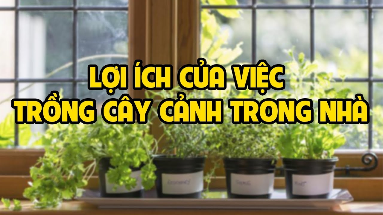 Lợi ích của việc trồng cây cảnh trong nhà