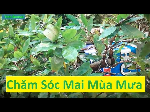 Lưu Ý Chăm Sóc Mai Vàng Những Ngày Mưa | Tính bonsai