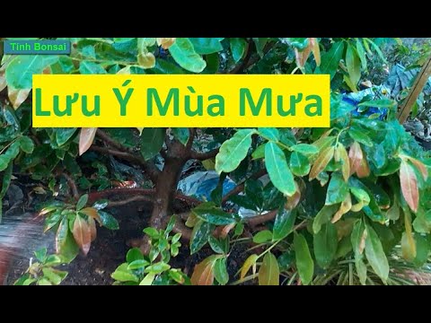 Lưu Ý Chăm Sóc Mai Vàng Vào Tháng Mưa | Tính Bonsai