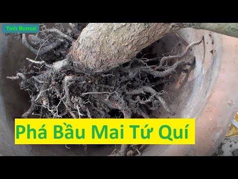 Lưu Ý Phá Bầu Đất Cho Mai Tứ Quí | Tính Bonsai