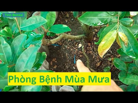 Lưu Ý Phòng Bệnh Cho Mai Vàng Vào Tháng 4 Âm Lịch | Tính Bonsai