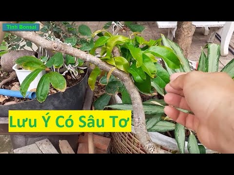 Lưu Ý Phòng Sâu Tơ Cho Mai Vàng | Tính Bonsai