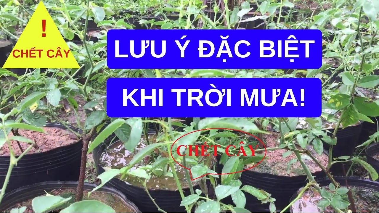 Lưu ý đặc biệt tránh cây chết khi trời mưa