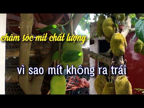 Lý Do Khiến Mít Thái Không Ra Quả.Chất Lượng Quả Kém.Đây Cũng Là Lý Do Bạn Nên Xem Lại Vườn Mít