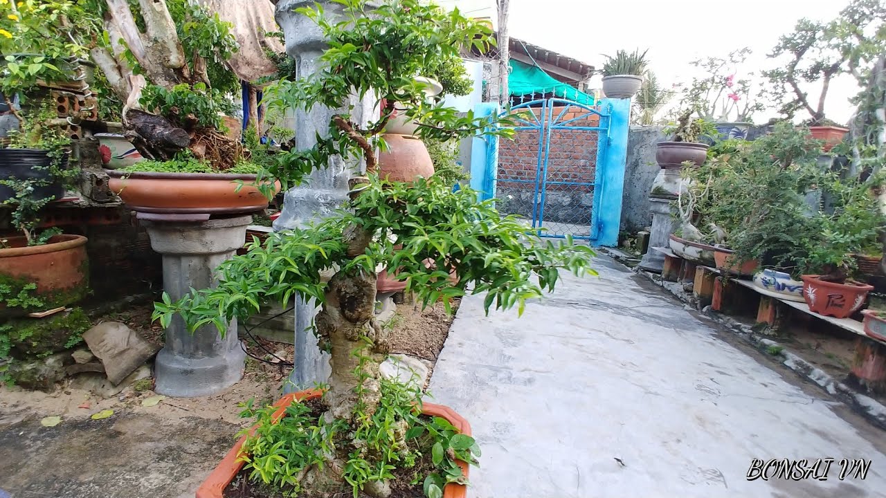 MAI CHIẾU THỦY TRUNG NU DA ĐEN - BONSAI VN