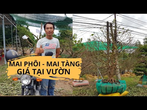 MAI PHÔI ĐẸP - MAI TÀN ĐẸP - MAI TÀN GIÁ RẺ - GIAO LƯU TẠI VƯỜN - ANH HOÀI 096.55.823.55