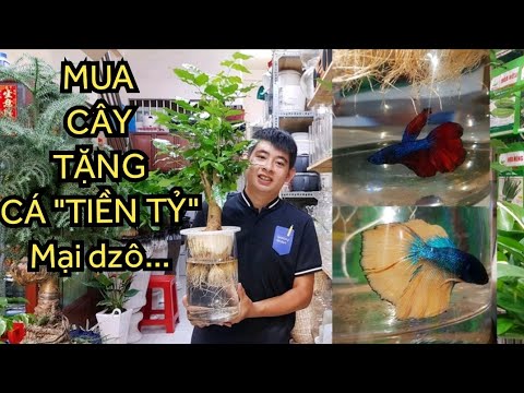 MUA CÂY TẶNG CÁ - CHỈ CÓ TẠI THANH HIỀN