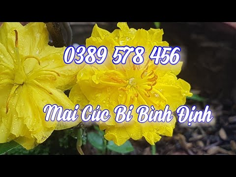 Mai Cúc Bi Bình Định - 150K/ Cặp - 0389 578 456- 04/07/19