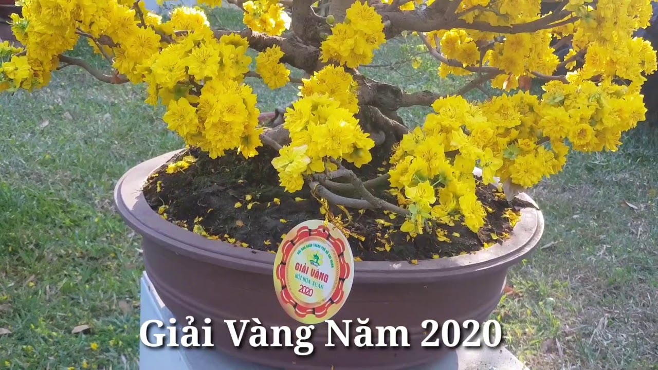 Mai Cúc Bi Tiên Sinh - 22 Tháng 04 Năm 2020