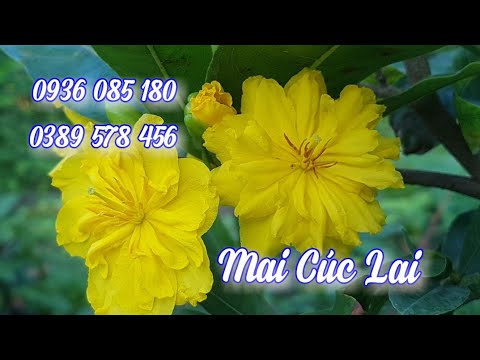 Mai Cúc Lai 😀 Hoa Đẹp Gần Như Hoa Đại Lộc 😀 09/07/19