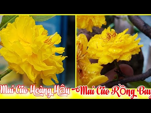 Mai Cúc Rồng Bay - Cúc Hoàng Hậu Nở Hoa 🥰 22/11/19