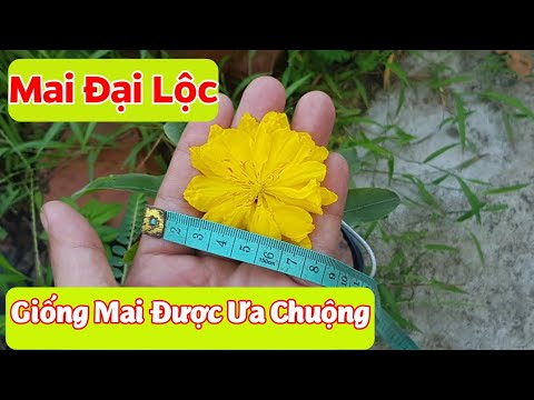 Mai Đại Lộc - Giống Mai Hoa To - Màu Đậm - Được Ưa Chuộng Tại Chợ Hoa Tết