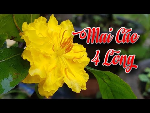 Mai Đại Lộc Sau 12 Ngày Rụng Lá 😅 Mai Cúc 4 Long Nở Hoa 🥰