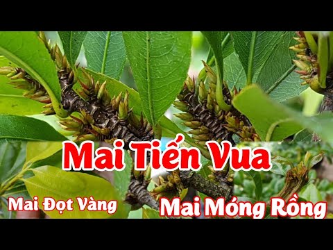 Mai Móng Rồng - Mai Đọt Vàng - Mai Tiến Vua