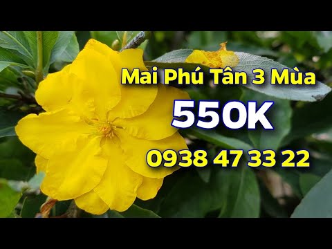 Mai Phú Tân 3 Mùa 😊 550K 😊 0938 47 33 22😊 27/09/19