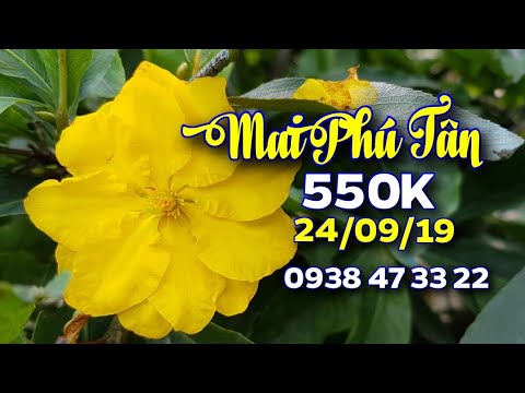 Mai Phú Tân 😊 550K 😊 24/09/19😊 0938 47 33 22