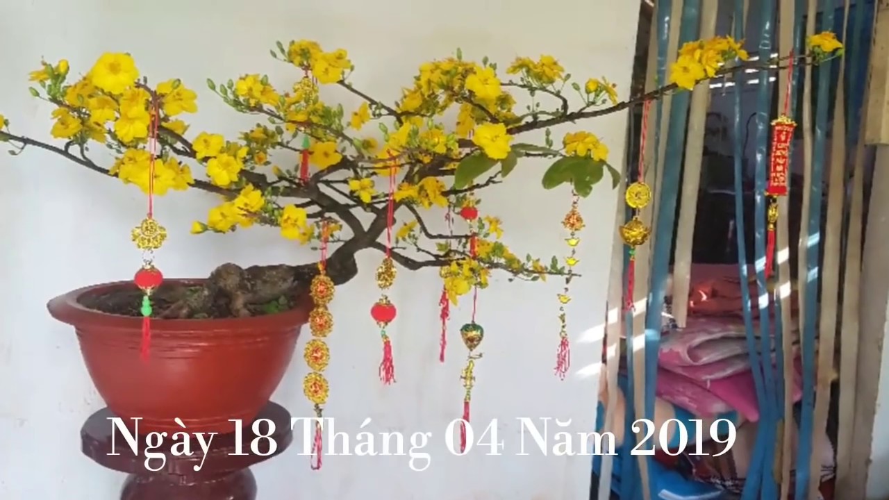 Mai Phú Tân - Mai Thủ Đức | Giá 250 K- 150 K - 80K | 0389 578 456 | 18/04/19