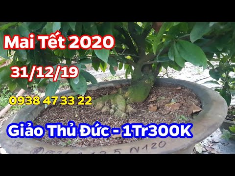 Mai Tết 2020 🥰 31/12/19 🥰 Mai Thủ Đức 1Tr300 🥰 0938 47 33 22