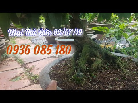 Mai Thủ Đức Gốc Đẹp 😀 02/07/19😀 0936 085 180