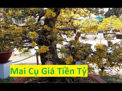 Mai Vàng Cụ Giá Tiền Tỷ | Tính Bonsai