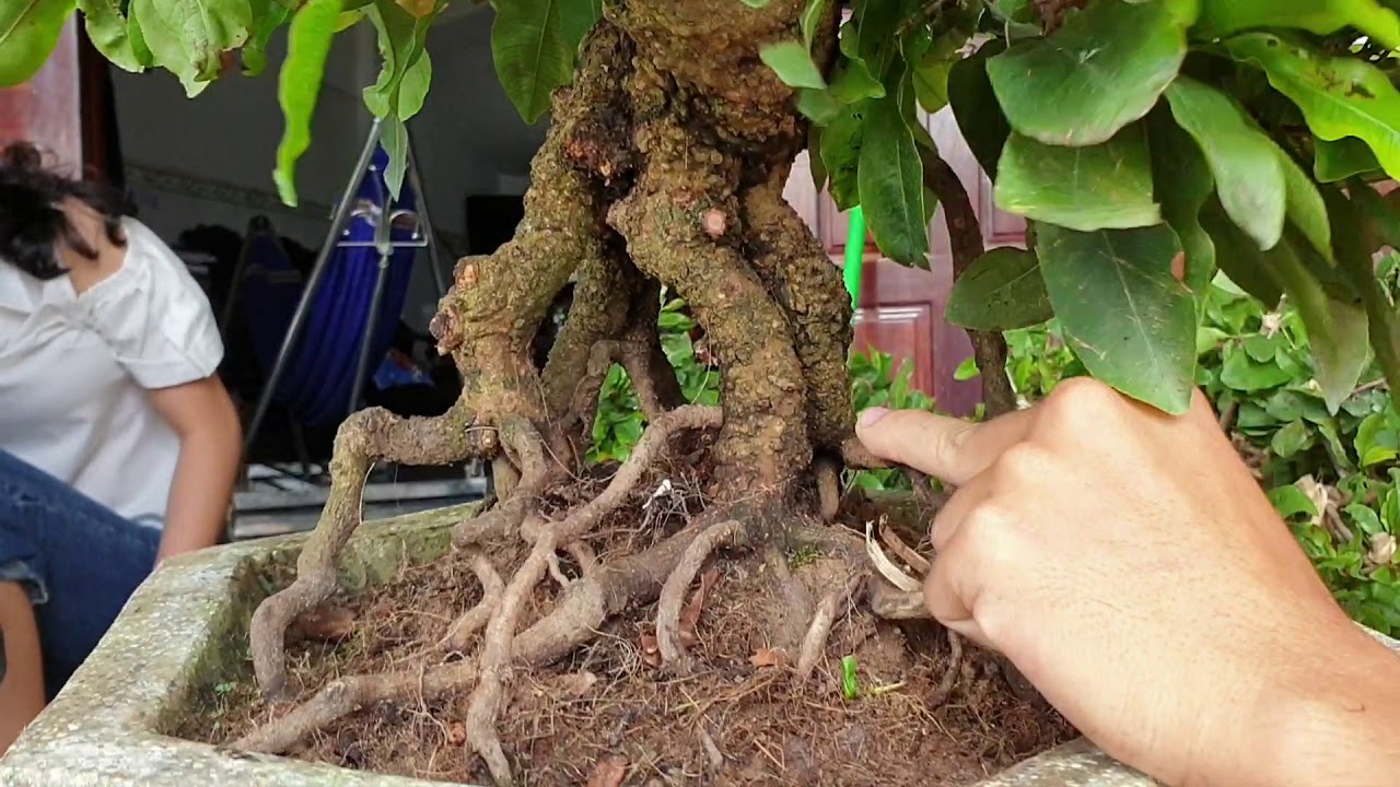 Mai bonsai củ xù đế rễ (0383938201)