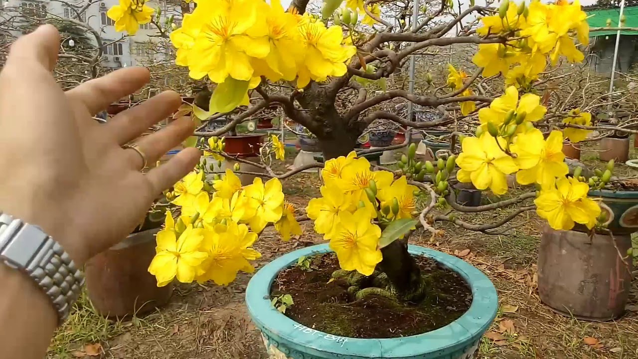 Mai vàng: chợ hoa xuân mua bán mai vàng bonsai những ngày cuối năm (p2).