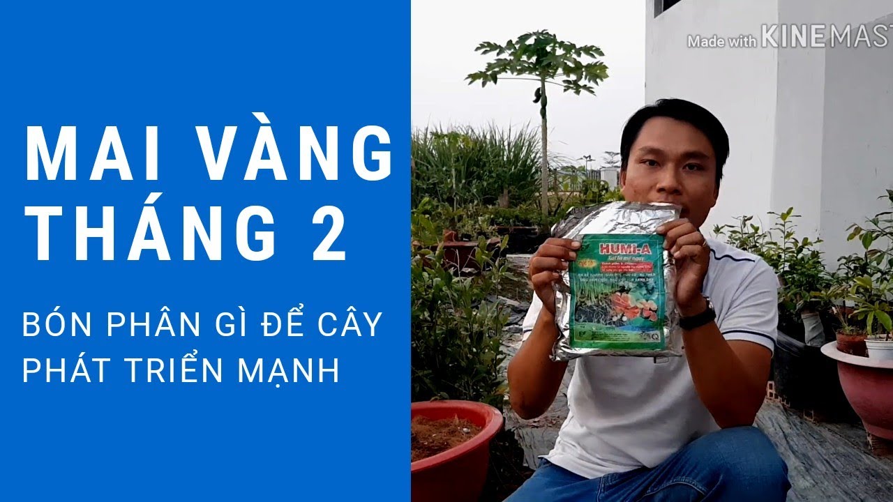 Mai vàng tháng 2 bón phân gì