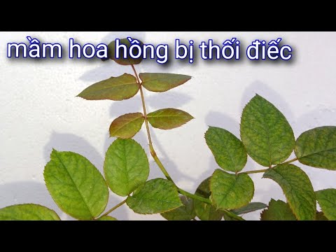 Mầm Hoa Hồng Điếc Và Thối.Nguyên Nhân Vì Sao Cách Khắc Phục Bệnh Cây Hoa Hồng. NGƯỜI ƯƠM MẦM