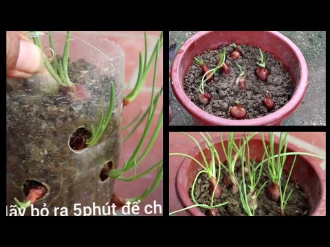 Mẹo Trồng Hành Đơn Giản Với Những Chai Nhựa.Cho Bà Nội Trợ ( The simplest onion cultivation)