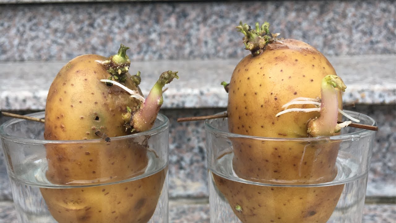 Mẹo trồng khoai tây tại nhà nhanh mọc mầm - planting potatoes