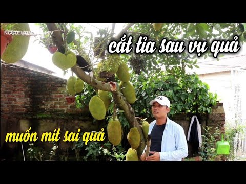 Mít Có Sai Quả • Cây Phát Triển Tốt • Cách Chăm Sóc Để Mọi Người Cùng Tham Khảo