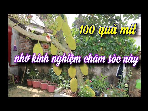 Mít Thái Sai 100 Quả Nhờ Kinh Nghiệm Chăm Sóc Này, Cách Tỉa Cành, Chăm Sóc Mít Thái, NGƯỜI ƯƠM MẦM