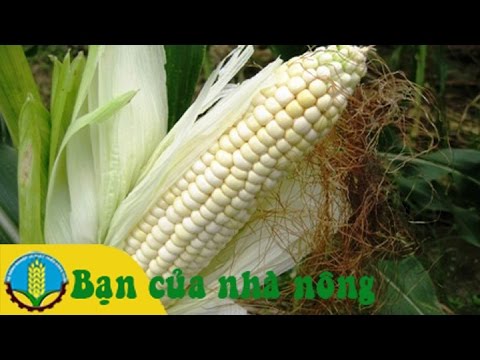 Mô hình, kỹ thuật trồng bắp (ngô) lai mang lại hiệu quả cao