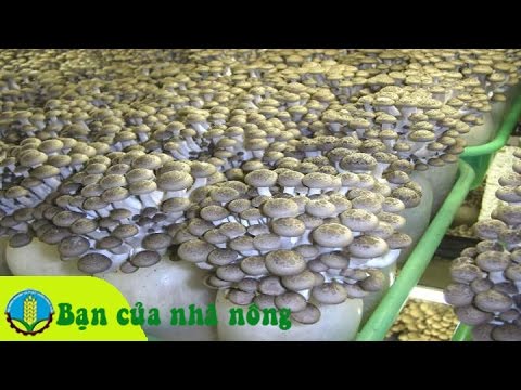 Mô hình, kỹ thuật trồng nấm từ phế phẩm nông nghiệp