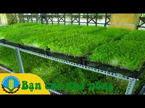 Mô hình sản xuất rau mầm tại nhà hiệu quả kinh tế cao