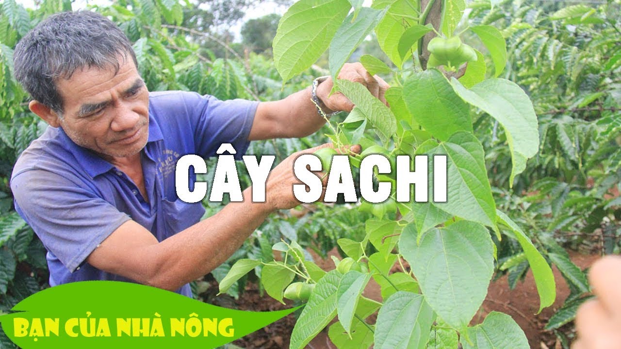Mô hình trồng cây "Tỷ Đô" - Cây Sachi / Bà con nên tham khảo nhé