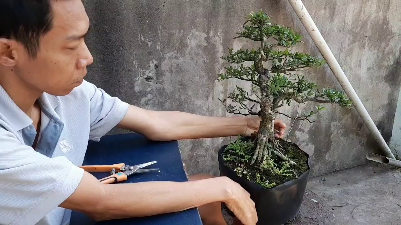 Mời các bạn xem anh chàng liệt tứ chi tỉa bonsai mini