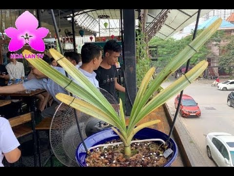 Một Kiểu Nhân Giống Kiếm Lá Phát Tài - Bóc Kieki Đếm Tiền [HOALANTV]