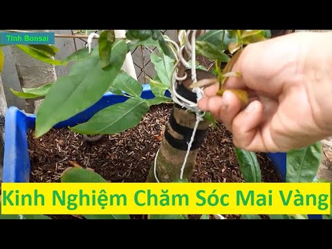 Một Số Kinh Nghiệm Khi Phục Hồi Mai Vàng | Tính Bonsai